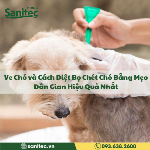 Ve Chó và Cách Diệt Bọ Chét Chó Bằng Mẹo Dân Gian Hiệu Quả Nhất